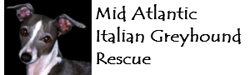 Mid-Atlantic Italian Greyhound Rescue (in Delaware)