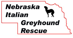 Nebraska Italian Greyhound Rescue